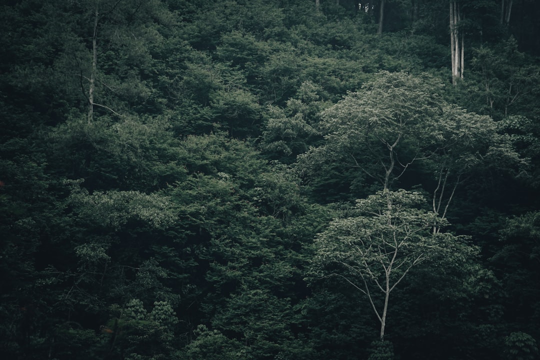 Başlık: Kastamonu'da Ormanlık Alanında Beslenen Karacalar Dronla Görün