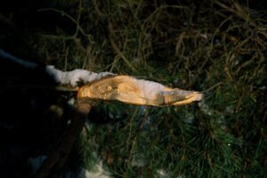 Başlık: Üşüyen kuzuya evlerini açıp bebek gibi bakıyorlar