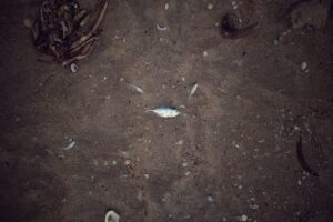 Balıkların Ömrünü Kısaltan Pestisitler