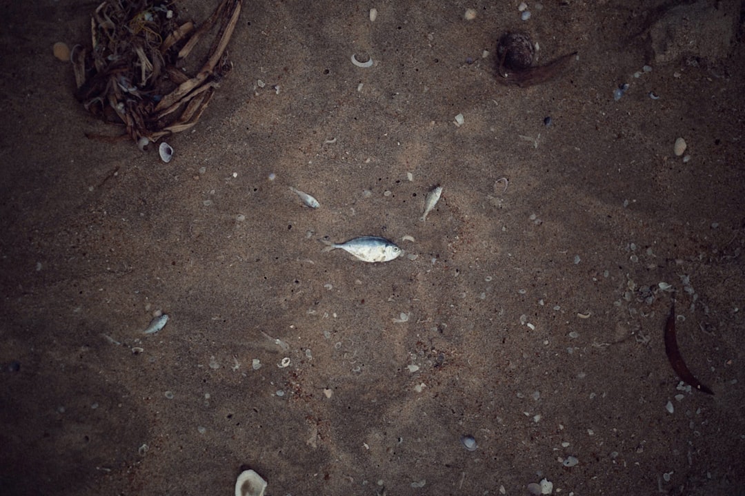 Balıkların Ömrünü Kısaltan Pestisitler