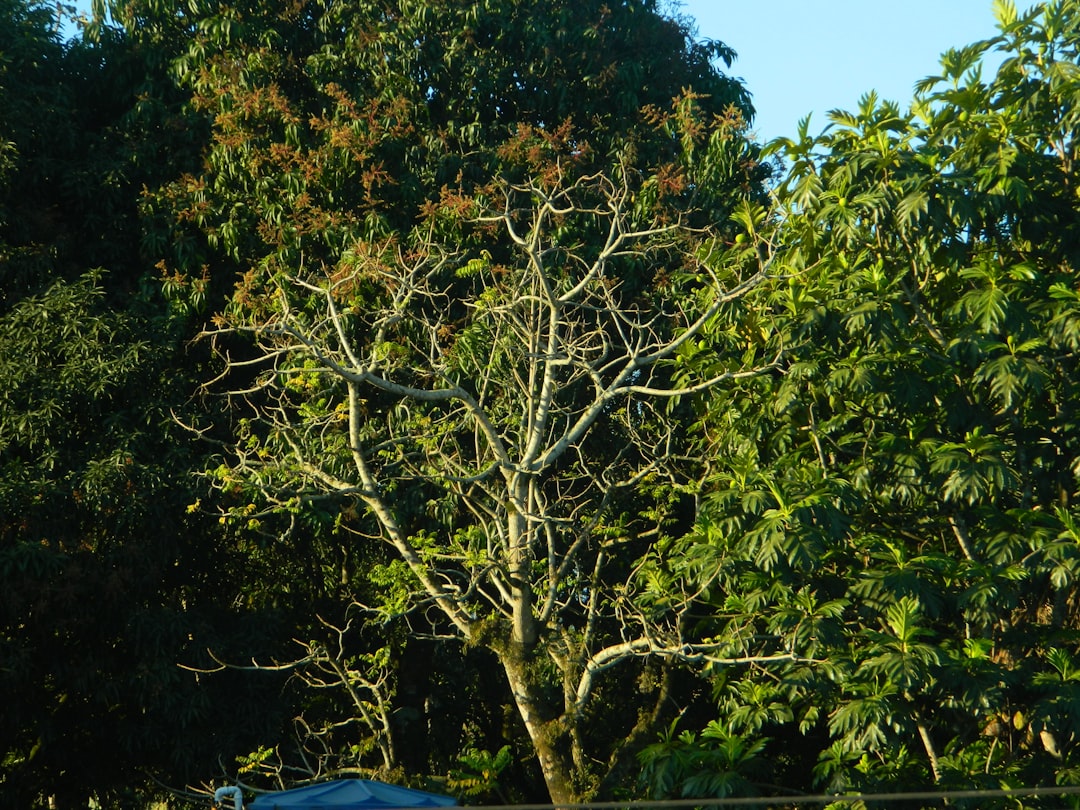 Bursa'da Otomobil Ağaca Çarptı: 2 Ölü, 2 Yaralı
