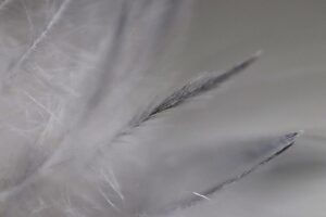 Caretta Caretta "Gümüş" 24 Bin Km'lik Seyahati