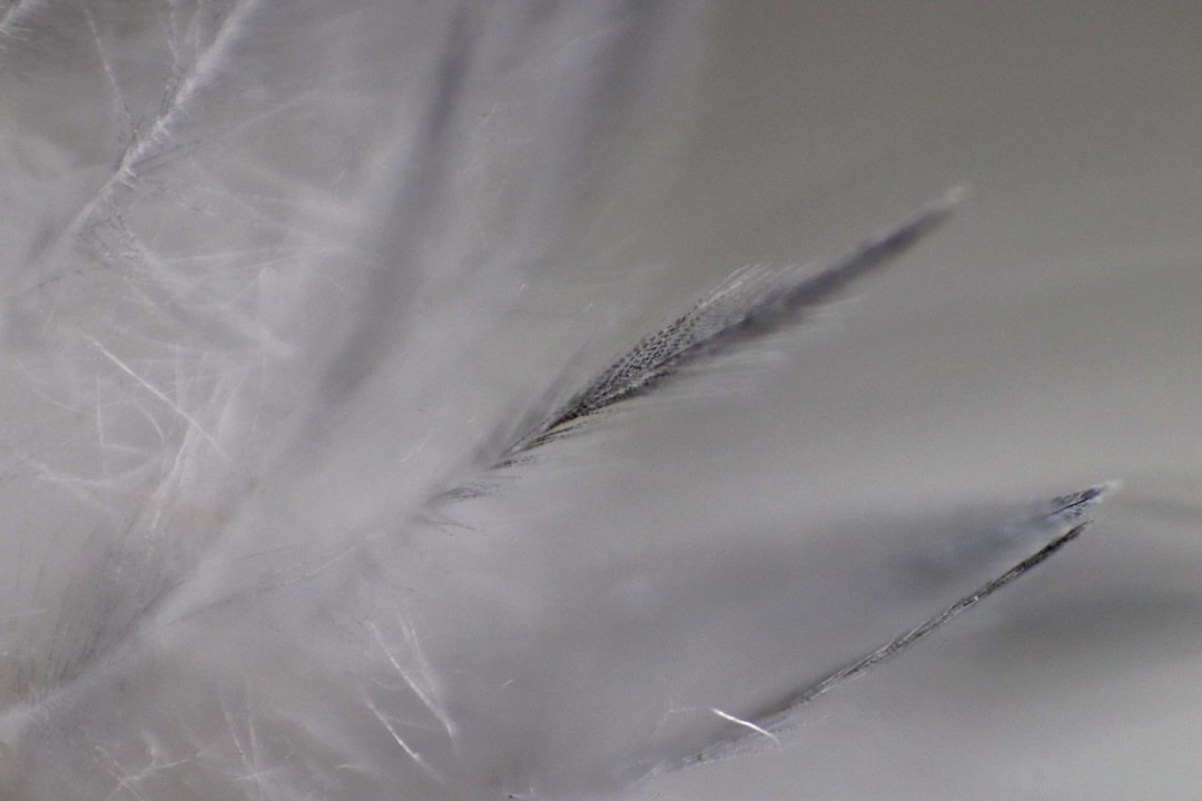 Caretta Caretta "Gümüş" 24 Bin Km'lik Seyahati