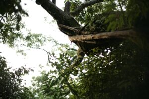 Fırtınada Devrilen Ağaç Evin Çatısına Zarar Verdi