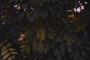 Fenerbahçe'ye Övgü: Ilias Charalambus'un Söyledikleri