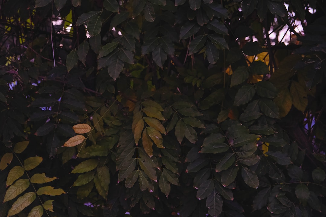 Fenerbahçe'ye Övgü: Ilias Charalambus'un Söyledikleri