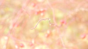 Fethiyespor'a Galatasaray Yolculuğu