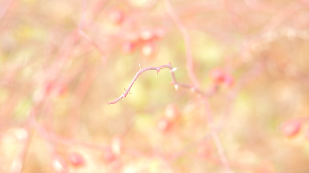 Fethiyespor'a Galatasaray Yolculuğu