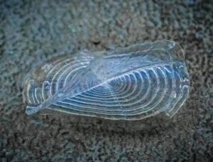 Formül Plastik Halka Arzı Ne Zaman İşlem görecek?