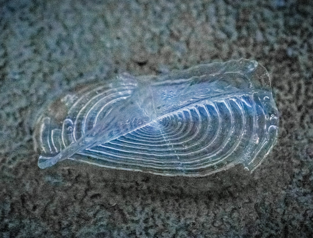 Formül Plastik Halka Arzı Ne Zaman İşlem görecek?