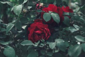 Güller ve Günahlar 13. Bölüm İncelemesi