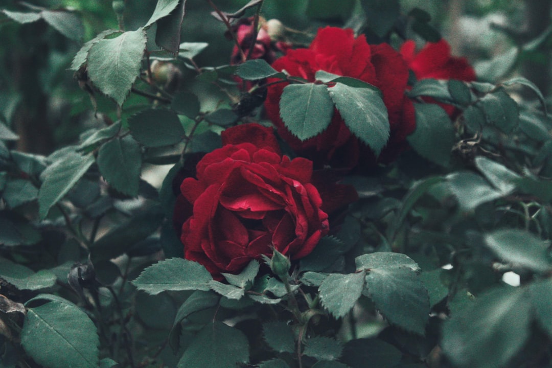 Güller ve Günahlar 13. Bölüm İncelemesi