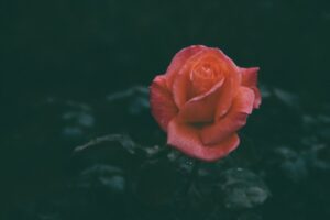 Güller ve Günahlar'a Pazar Gezmesi