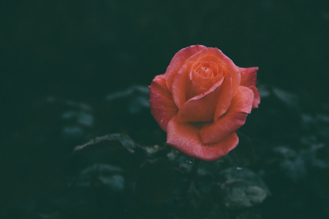 Güller ve Günahlar'a Pazar Gezmesi