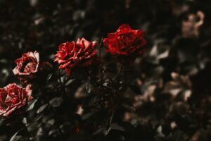 Güller ve Günahlar Neden Yok? 3 Ocak 2026 Kanal D Yayın Akışı!