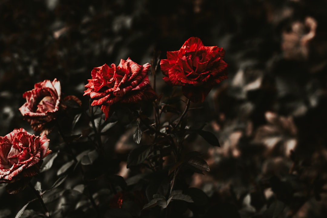 Güller ve Günahlar Niçin Yok? Ne Zaman Ekrana Gelcek?