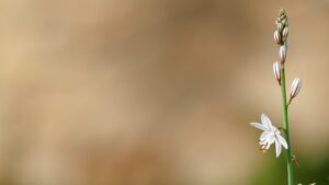 Galatasaraylı Voleybolcular Sakatlandı