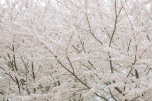 İstanbul'a Kar Tekrar Gelir Mi?