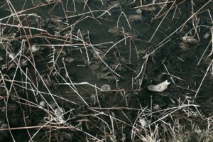 Kızılırmak'taki Yaban Ördekleri Dronla Görüntülendi
