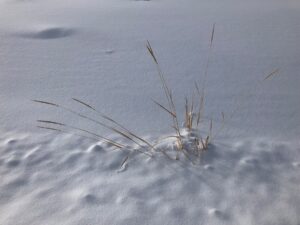 Kaş'ta Karla Kaplanan Orman