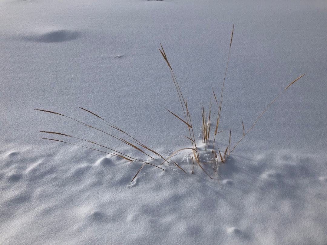Kaş'ta Karla Kaplanan Orman