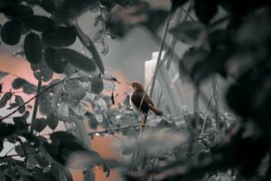 Karagöz'ün İlahi Komedyası Sergisi Açıldı