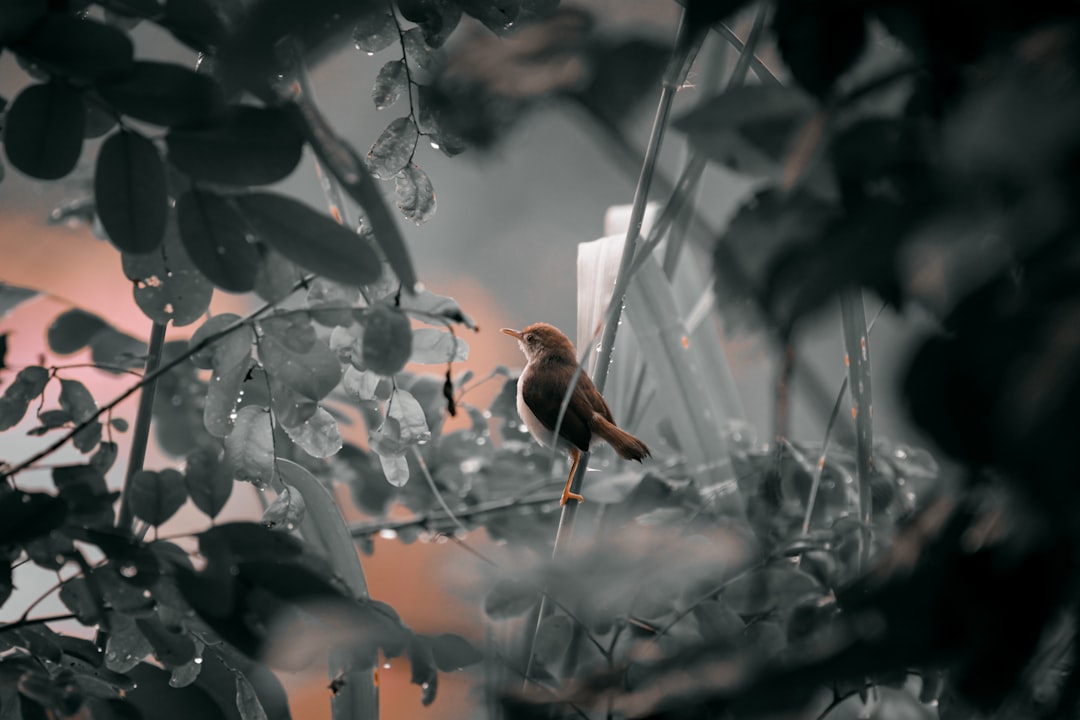 Karagöz'ün İlahi Komedyası Sergisi Açıldı