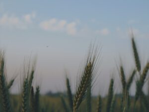 Mısır'dan Gazze Mesajı: Yaralıları Kabul Ediyoruz