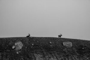 Mantar Avcıları Bir Araya Geldi