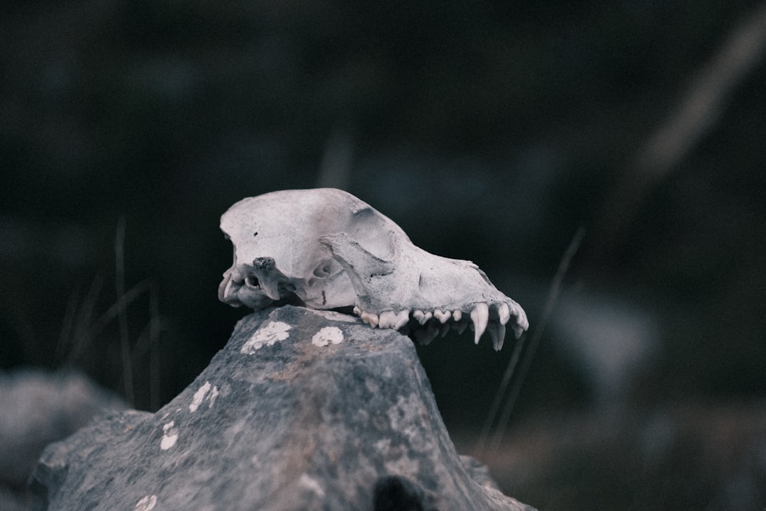 Minik Leyla'nın Öldürülmesiyle İlgili 7 Sanık Yürütülen İncelemede