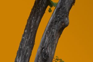 Rafa Silva, Benfica'ya Transfer Oldu