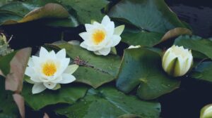 Süper Loto Çekilişi Sonuçları 20 Ocak: Süper Loto Ne Kadar Devretti?