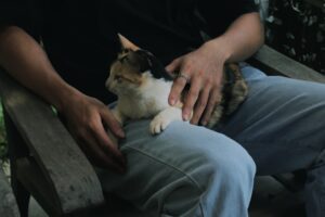 Sahiplendiği Kedi ya da Köpeğini Terk Ettiği İçin Yasaklanma Süresi