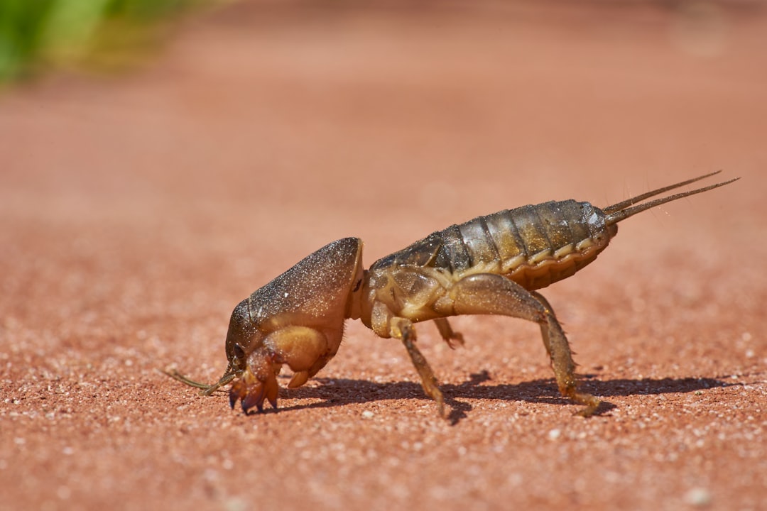 Scorpion Serisinin Üçüncü Nesli Yollarda