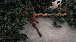 Üzüm Bağlarında Otonom Robot Geliştirildi