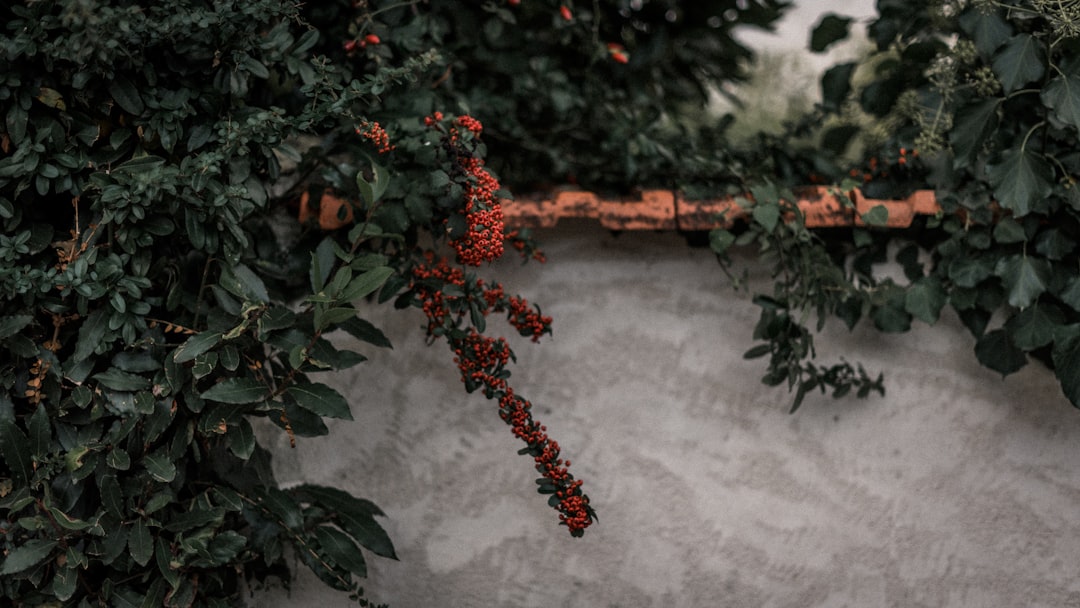 Üzüm Bağlarında Otonom Robot Geliştirildi