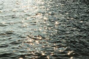 Aydın'da Sel Suları Zeytin Ağacını Söktü