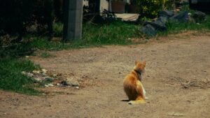 Başlık: Dünya Kediler Günü'nde Kedilere Dair Şaşırtıcı Bilgiler