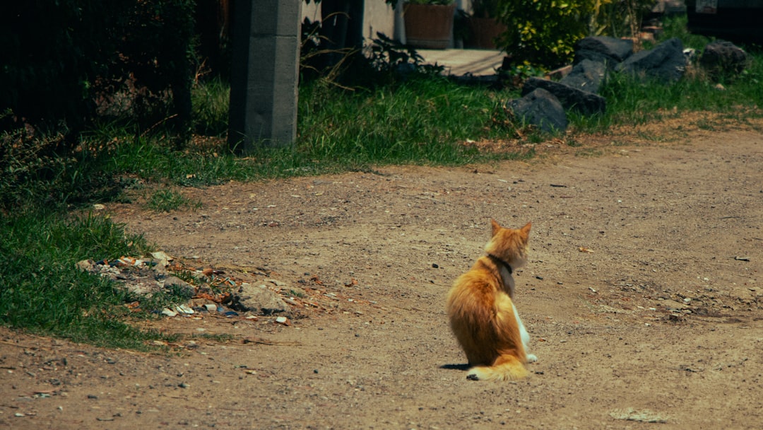 Başlık: Dünya Kediler Günü'nde Kedilere Dair Şaşırtıcı Bilgiler