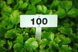 BIST 100 Endeksi Yüzde 0,07 Kaybederek Kapandı
