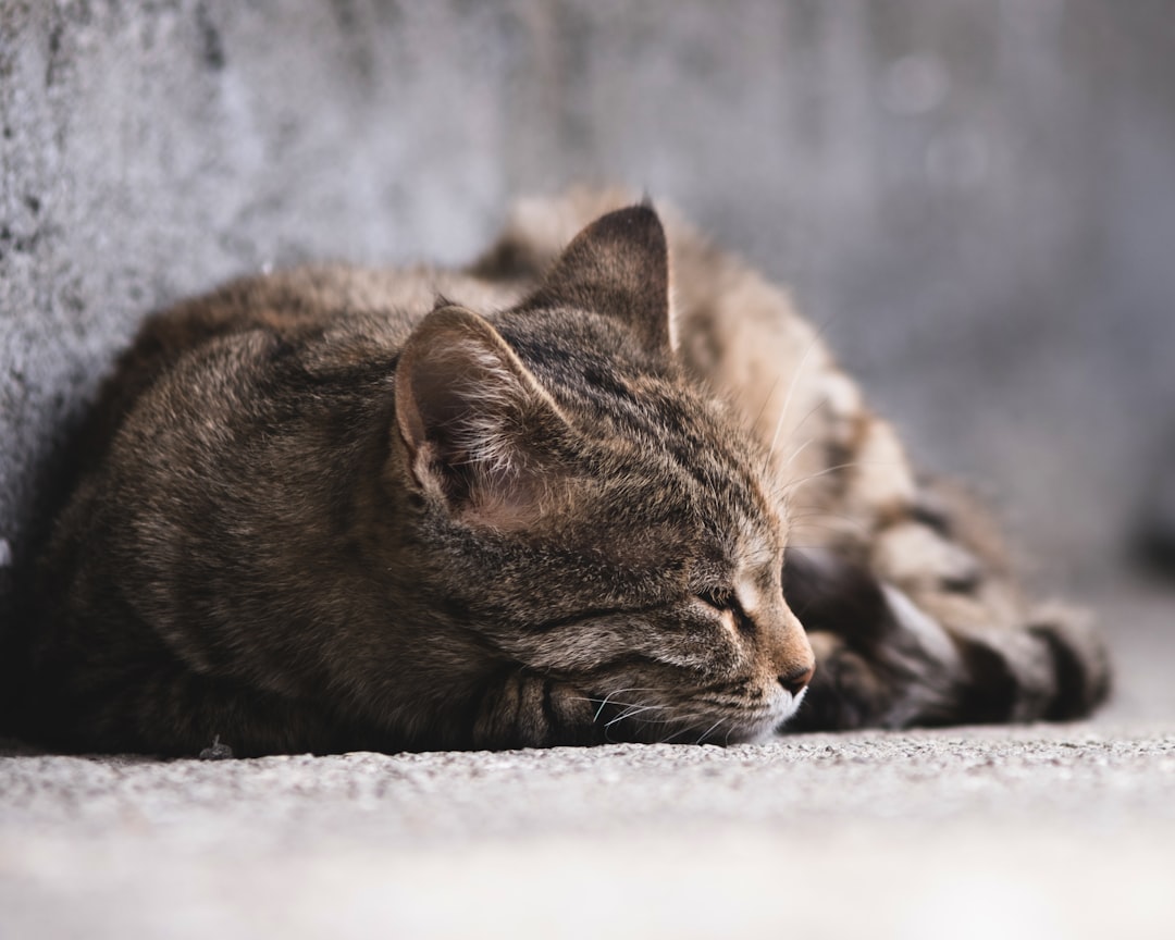 Borsa Yorgunluğu: Düşüş Başlar mı?
