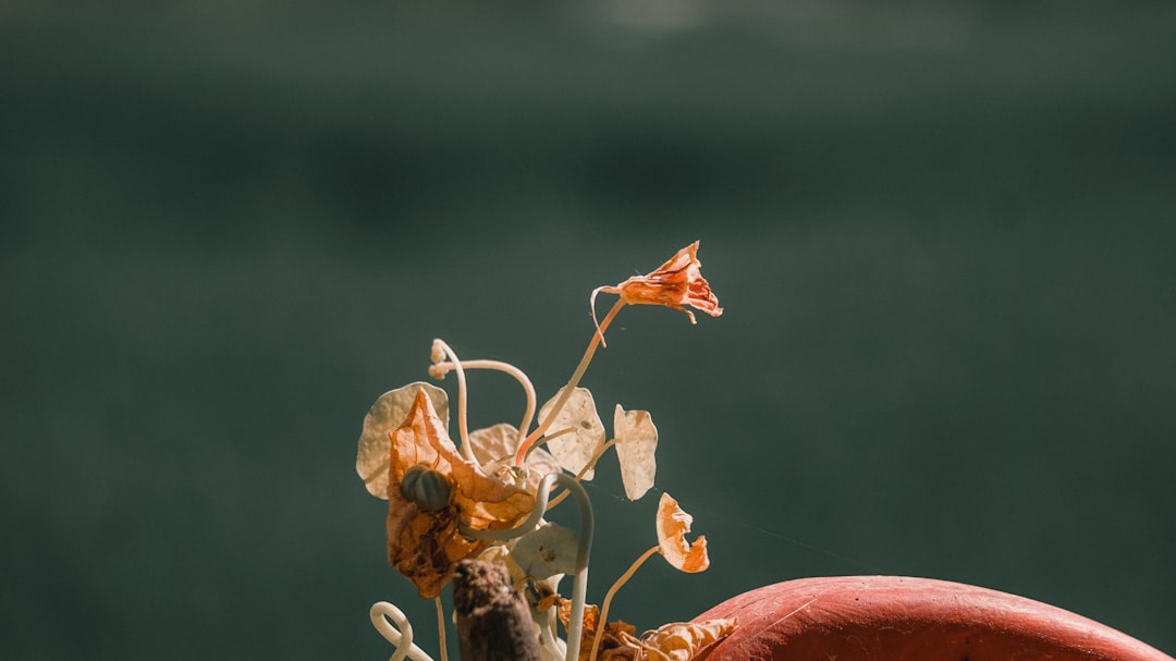 Fenerbahçe'nin Kante Transferi Haberleri Açıklık Buldu
