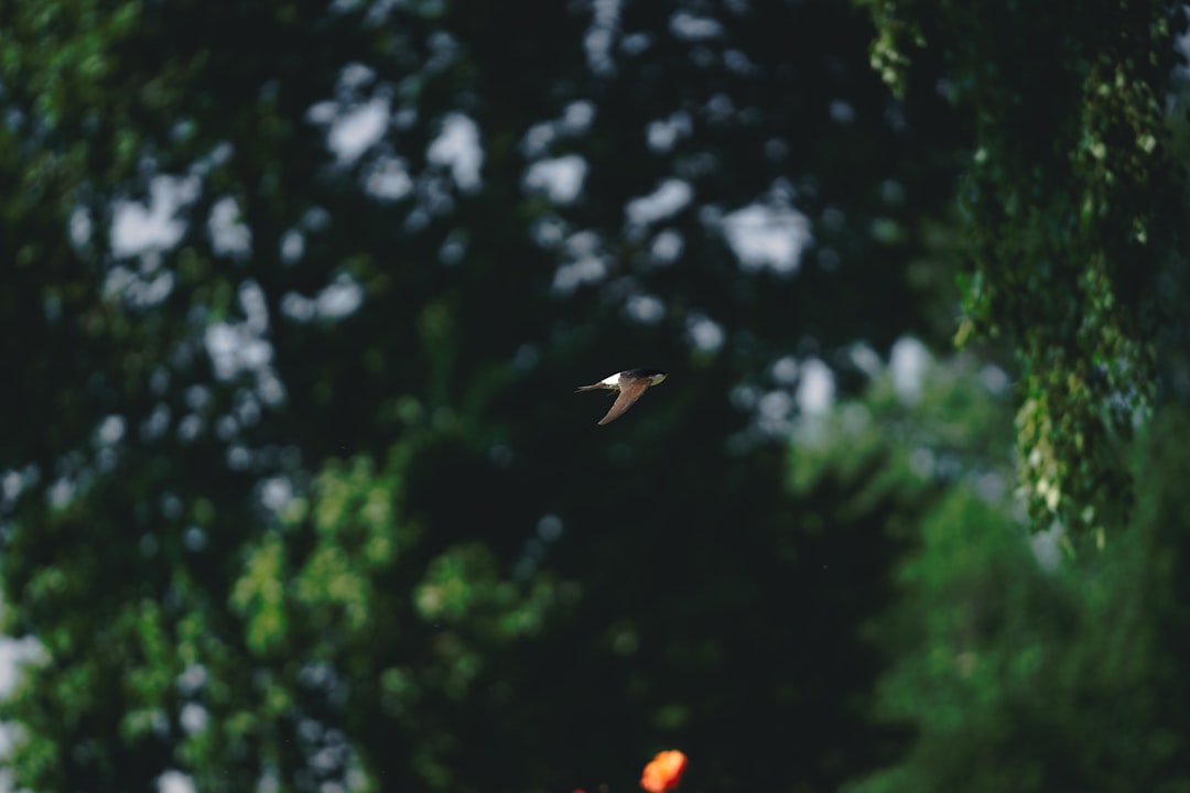 Fenerbahçe'nin Performansı ve Hedefleri