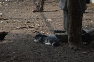 Fillerin Hortumundaki Kedi Bıyığını Andıran Kılların Rolü Belirlendi