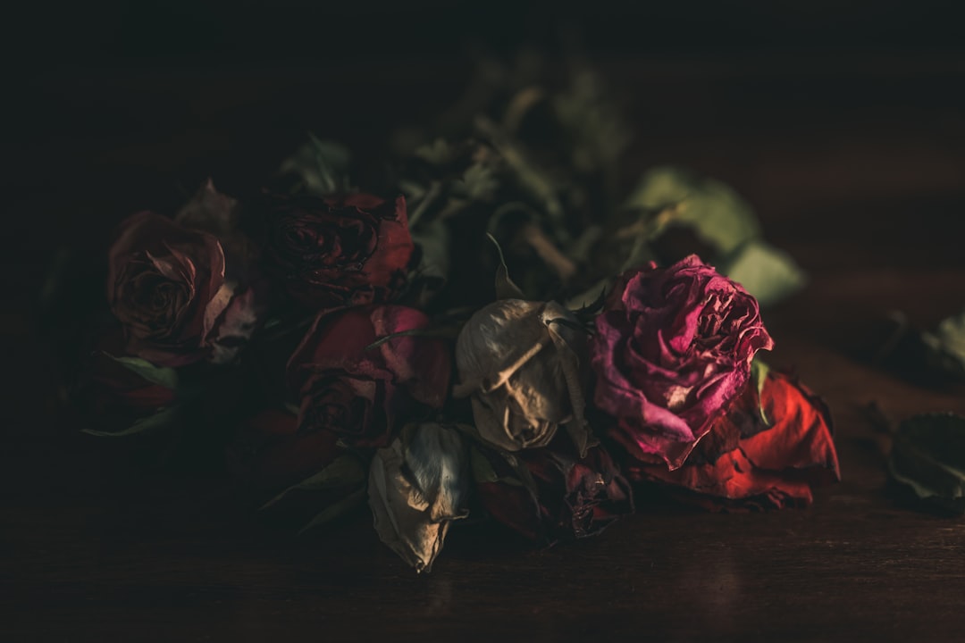 Güller ve Günahlar 17. Bölüm Fragmanı İnternet Üzerinde Araştırılıyo