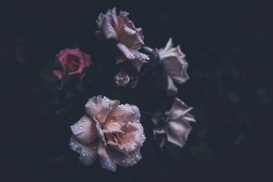 Güller ve Günahlar 17. Bölüm İzleme Ekrani