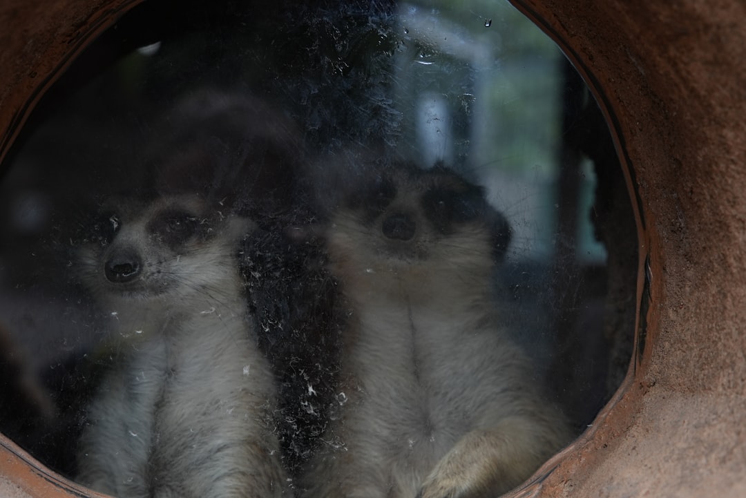 Gümüşhane'de Anne Ayı ve Yavrusu Karlı Araziye Tısladı