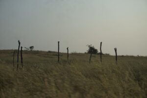 Güney Afrika'da Şap Salgını: Ulusal Afet Haline Geçildi