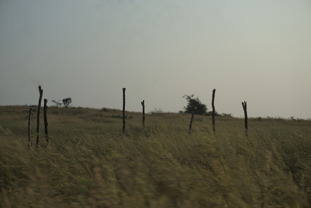 Güney Afrika'da Şap Salgını: Ulusal Afet Haline Geçildi