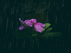 İzmir'de Yağışlar Çiftçinin Yüzünü Güldürdü